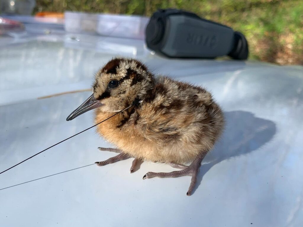 4-day-old American Woodcock chick fitted with VHF transmitter. Photo by Colby Slezak, U.S. Fish and Wildlife Service