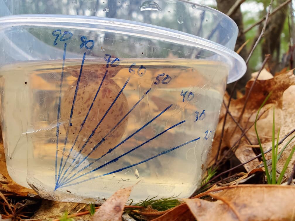 Woodcock egg being floated to determine the percent of incubation completed. Photo by Colby Slezak, U.S. Fish and Wildlife Service