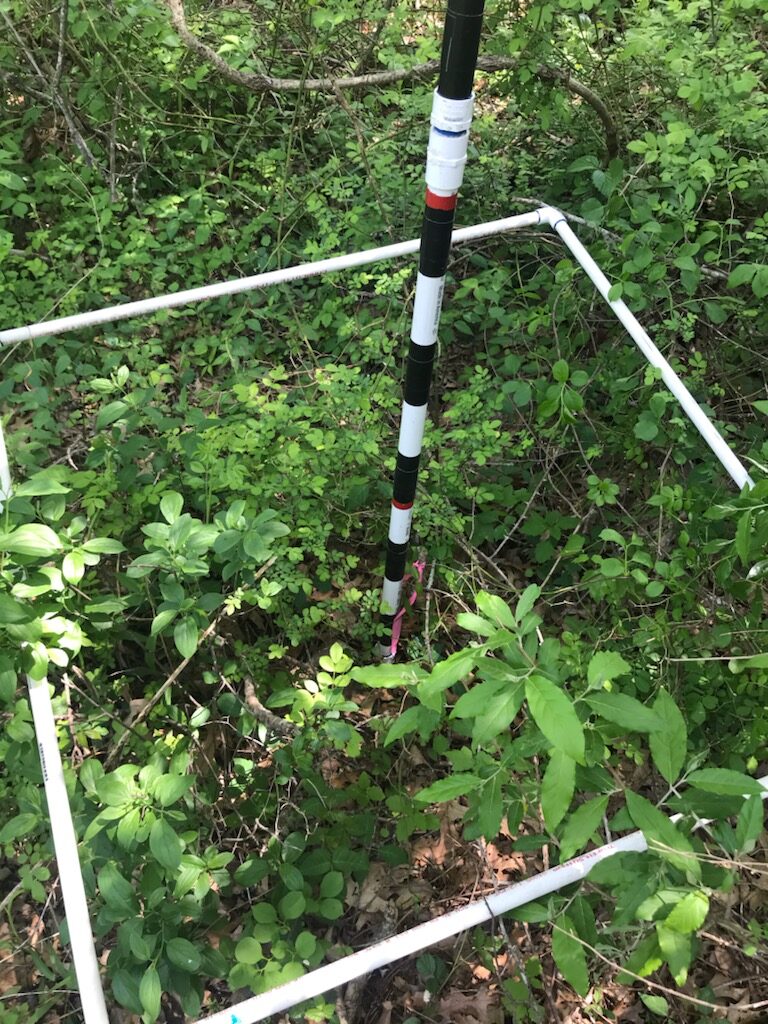 Vegetation plot surrounding an American Woodcock nest site that was used for the local scale nest site selection analysis. Photo by Ian Delmonico, URI