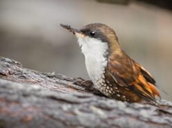 Pygarrhichas albogularis (White-throated Treerunner) is a key producer of cavities for small-bodied cavity adopters (secondary cavity nesters) in south temperate forests. Photo by Daniela Zaffignani