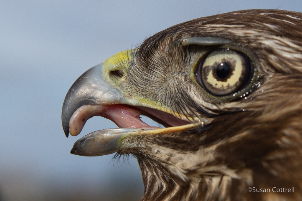 Buteo jamaicensis (Red-tailed Hawk) captured with an apparently normal beak in Washington. Photo by Sue Cottrell