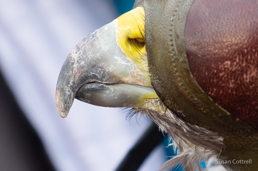 Buteo jamaicensis (Red-tailed Hawk) recaptured five years later with an abnormal beak in Alaska (right). Photo by Sue Cottrell