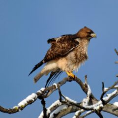 Buteo jamaicensis (Red-tailed Hawk). Photo by Lacey Hartje