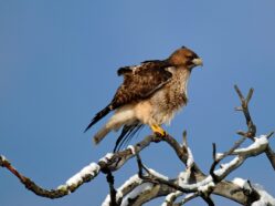 Buteo jamaicensis (Red-tailed Hawk). Photo by Lacey Hartje