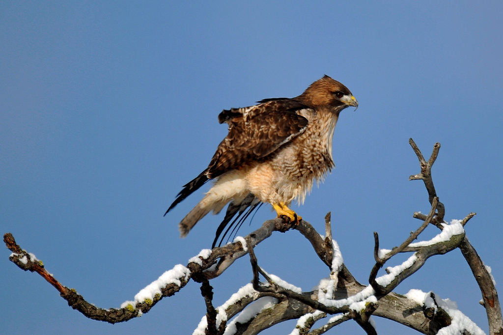 Buteo jamaicensis (Red-tailed Hawk). Photo by Lacey Hartje