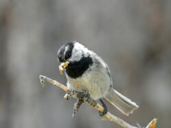 Poecile gambeli (Mountain Chickadee) carrying a beak full of soft-bodied larvae for nestlings. Photo by Vladimir Pravosudov.