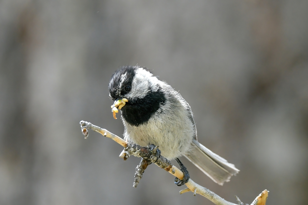 Poecile gambeli (Mountain Chickadee) carrying a beak full of soft-bodied larvae for nestlings. Photo by Vladimir Pravosudov.