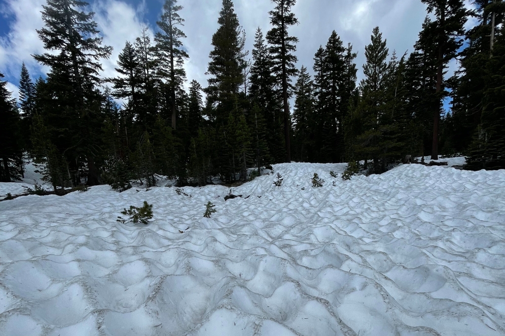 Our high elevation site in the northern Sierra Nevada on June 26, 2023. Snow persisted until July at high elevation in 2023, following a harsh winter. Photo by Lauren Whitenack.