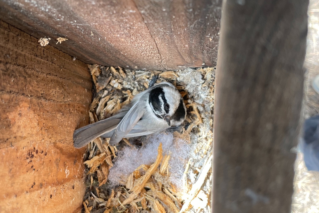P. gambeli building a nest. Photo by Lauren Whitenack.
