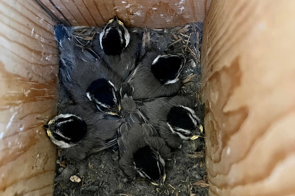 P. gambeli nestlings just prior to fledging. Photo by Vladimir Pravosudov