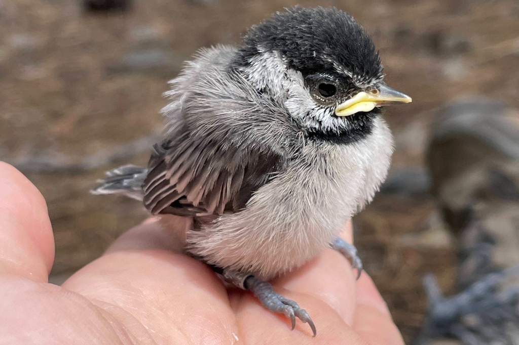 P. gambeli nestling at 16 days of age, after being banded and weighed. Photo by Lauren Whitenack