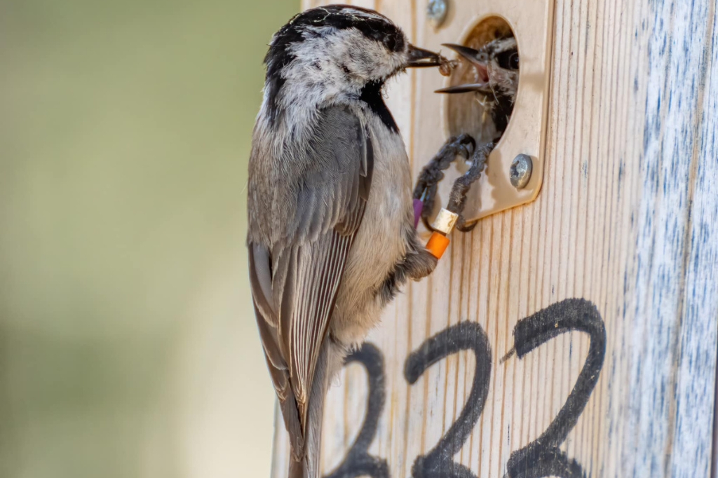 A male P. gambeli brings food to an incubating female. The male perches below the nest box hole, displaying his unique color band combination. Photo by Vladimir Pravosudov