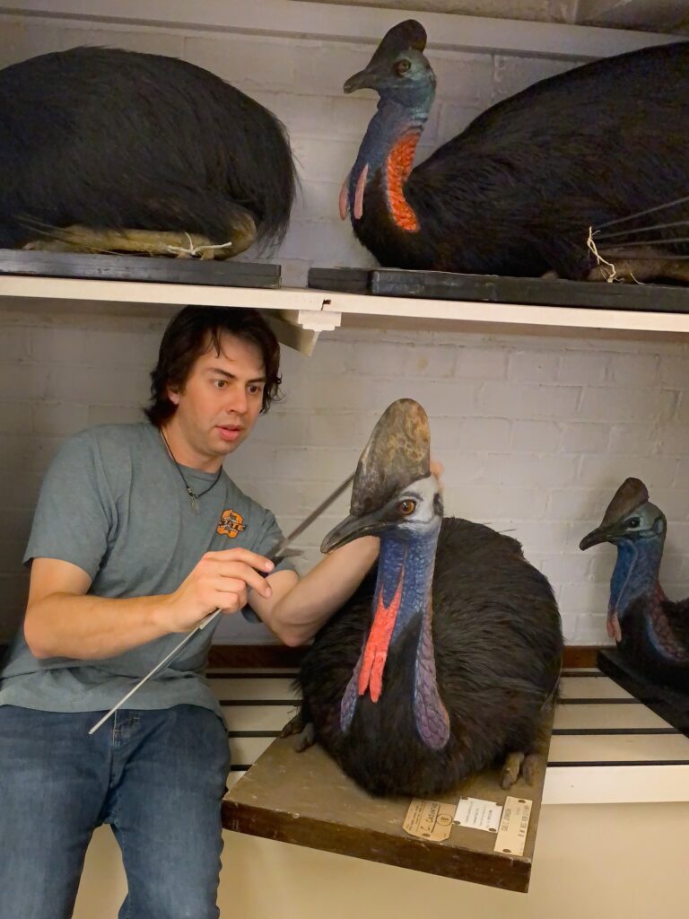 Lead author, Todd L. Green collecting measurements from a cassowary specimen housed at the Natural History Museum at Tring, originally belonging to Lord Walter Rothschild. Photo by Hein van Grouw, The Natural History Museum, Tring, UK