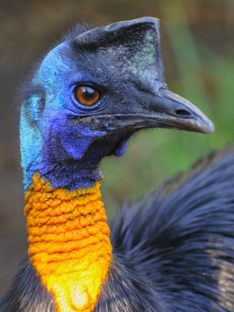 A male Casuarius unappendiculatus (Northern Cassowary) exhibiting its distinctive cranial casque at Cassowary Conservation Project in Florida, USA. Photo by Todd L. Green, New York Institute of Technology College of Osteopathic Medicine at Arkansas State University