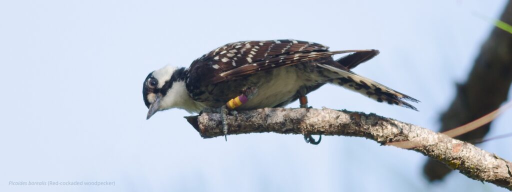Picoides borealis (Red-cockaded Woodpecker) on a horizontal treebranch