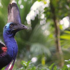 A female Casuarius casuarius (Southern Cassowary) sauntering through the Wet Tropics of Far North Queensland, AU. Photo by Todd L. Green, New York Institute of Technology College of Osteopathic Medicine at Arkansas State University