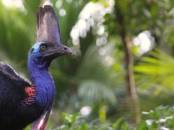 A female Casuarius casuarius (Southern Cassowary) sauntering through the Wet Tropics of Far North Queensland, AU. Photo by Todd L. Green, New York Institute of Technology College of Osteopathic Medicine at Arkansas State University