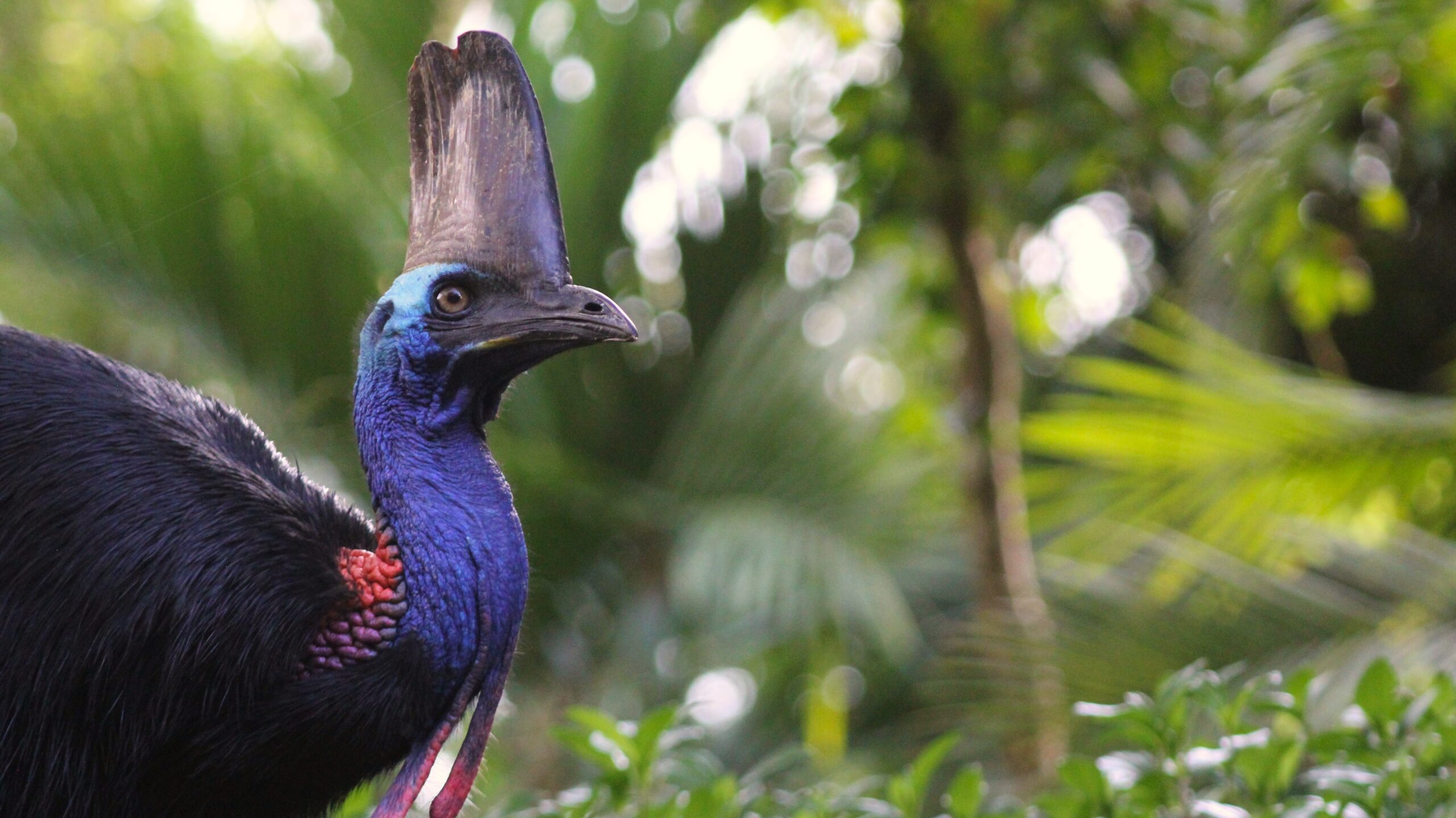 A female Casuarius casuarius (Southern Cassowary) sauntering through the Wet Tropics of Far North Queensland, AU. Photo by Todd L. Green, New York Institute of Technology College of Osteopathic Medicine at Arkansas State University