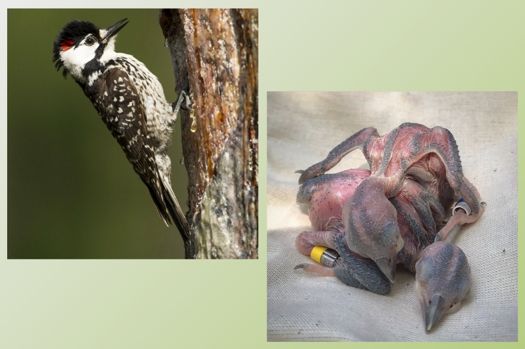 An adult male Red-cockaded Woodpecker clings to the side of a pine tree, showing its distinctive black-and-white plumage and a small red patch on the side of its head. Resin flows down the bark around the cavity entrance. Photo by Brady Beck. Three newly hatched Red-cockaded Woodpecker nestlings lie on a light-colored cloth, their bodies mostly featherless with developing pinfeathers visible. Two chicks wear tiny leg bands, and all appear to be only a few days old. Photo courtesy of Lauren Pharr
