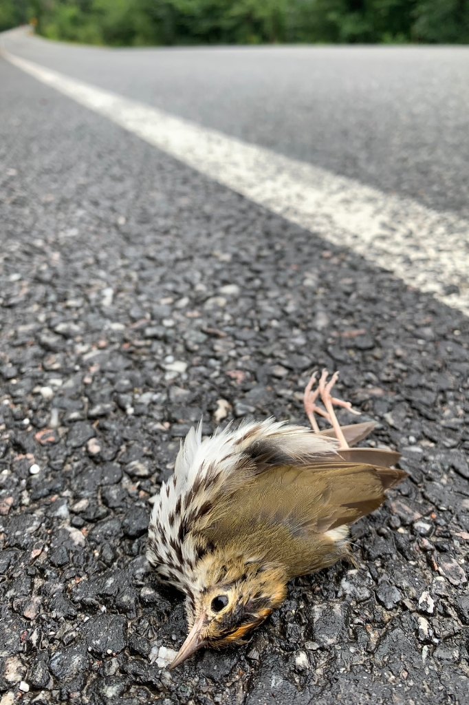 Seiurus aurocapilla (Ovenbird) road mortality in Gatineau Park, Québec, Canada. Photo by Millicent Gaston