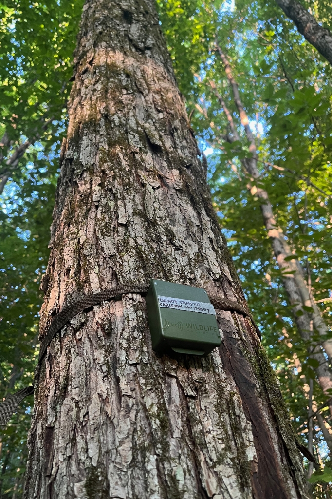 A Song Meter Micro (Wildlife Acoustics, Inc) acoustic recorded deployed in Gatineau Park, Québec, Canada. Photo by Millicent Gaston