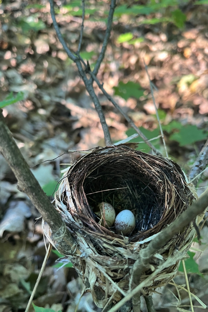 A Setophaga caerulescens (Black-throated Blue Warbler) nest, one of our study species we determined to be sensitive to roads and traffic, found at a study site in Gatineau Park, Québec, Canada. Photo by Millicent Gaston