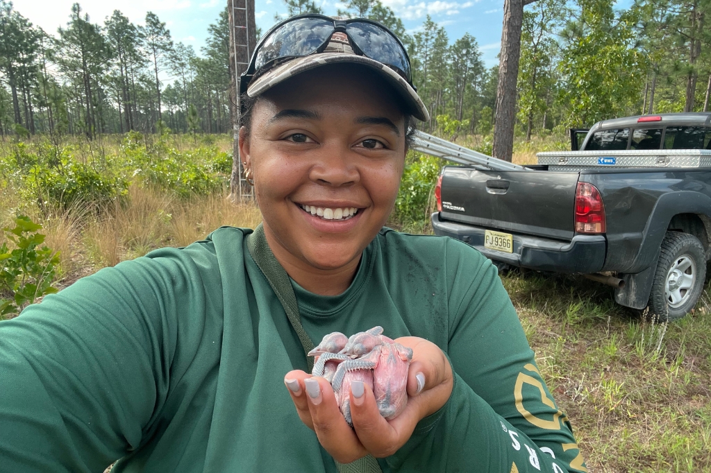 Lauren smiles while holding a small group of Red-cockaded Woodpecker nestlings in her hand. She stands in a pine woodland with a pickup truck and field equipment, including a ladder, visible behind her. Photo courtesy of Lauren Pharr