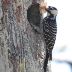An adult Red-cockaded Woodpecker stands at the entrance of a cavity in a pine tree, holding a large insect in its bill. The tree bark shows resin streaks surrounding the cavity. Photo courtesy of Lauren Pharr