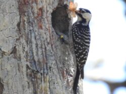 An adult Red-cockaded Woodpecker stands at the entrance of a cavity in a pine tree, holding a large insect in its bill. The tree bark shows resin streaks surrounding the cavity. Photo courtesy of Lauren Pharr