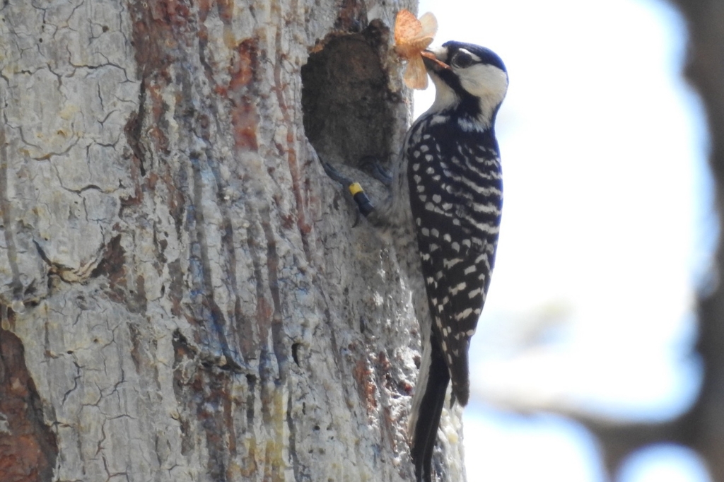 An adult Red-cockaded Woodpecker stands at the entrance of a cavity in a pine tree, holding a large insect in its bill. The tree bark shows resin streaks surrounding the cavity. Photo courtesy of Lauren Pharr