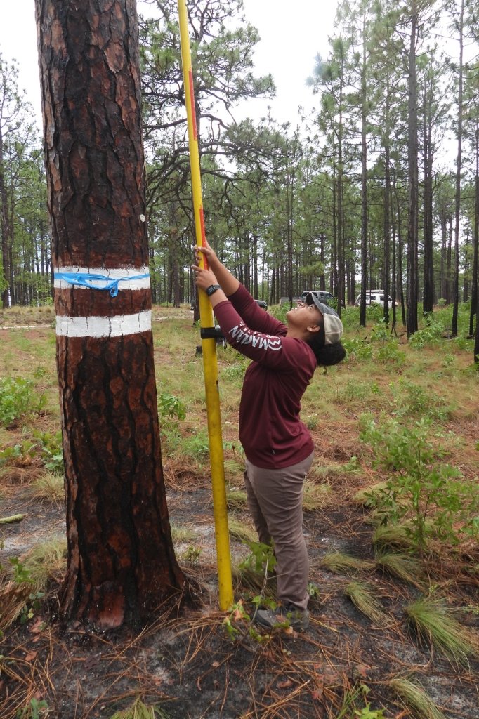 Lauren stands beside a pine tree marked with white paint bands, raising a long yellow cavity-inspection pole to check a Red-cockaded Woodpecker cavity. The surrounding forest consists of widely spaced longleaf pines and ground cover vegetation. Photo courtesy of Lauren Pharr