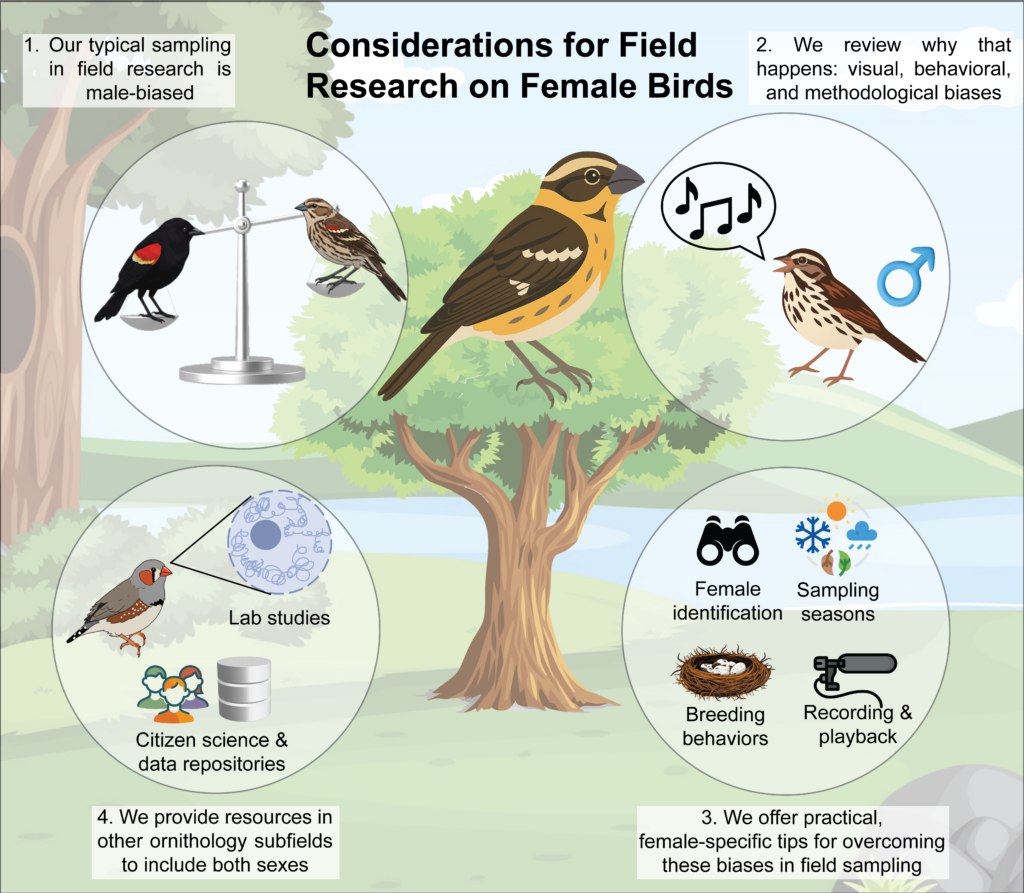 Considerations for Field Research on Female Birds. 1. Our typical sampling in field research is male-biased. 2. We review why that happens: visual, behavioral, and methodoligical biases. 3. We offer practical, female-specific tops for overcoming these biases in field sampling. 4. We provide resources in other ornithology subfields to include both sexes.